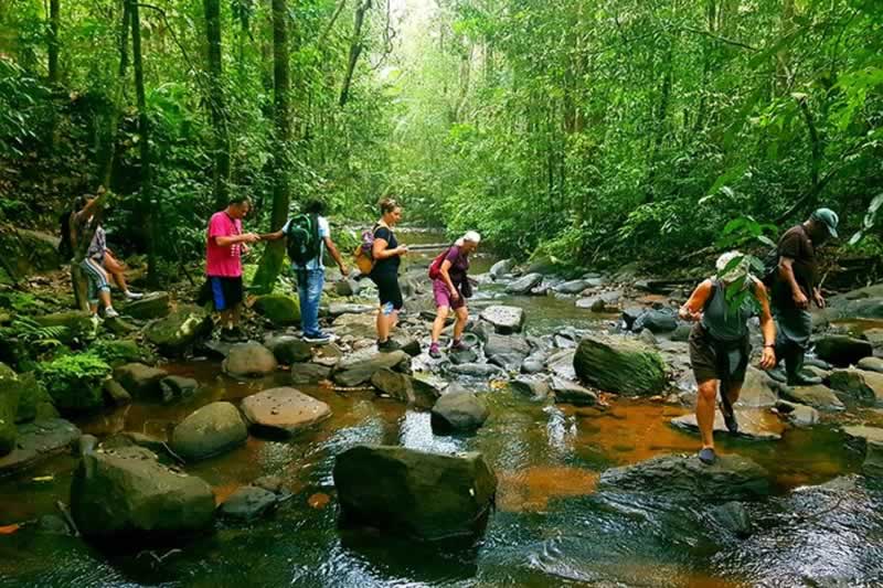 Rain forest tours
