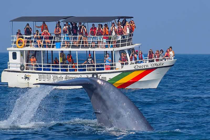 Whale watching